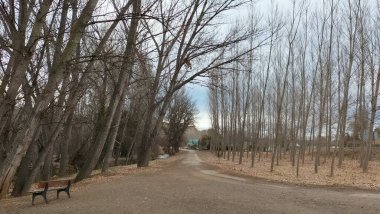 Yapraksız ağaçlar kumlu bir yolda