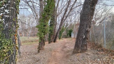 Ağaçlı bir ormanın içinden geçen kirli bir patika.