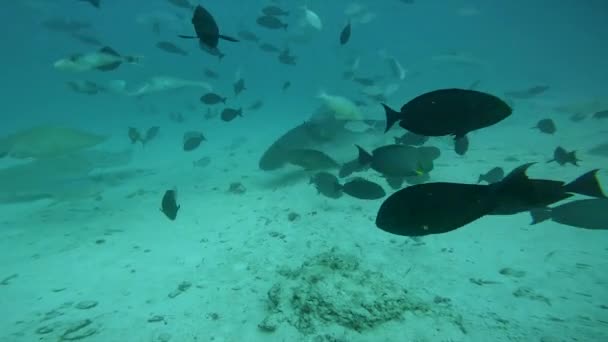 Görkemli Kaplan Köpekbalığı Yaklaş — Stok video