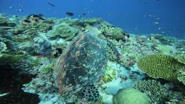 Ontmoeting Met Schildpadden Habitatbescherming — Stockvideo