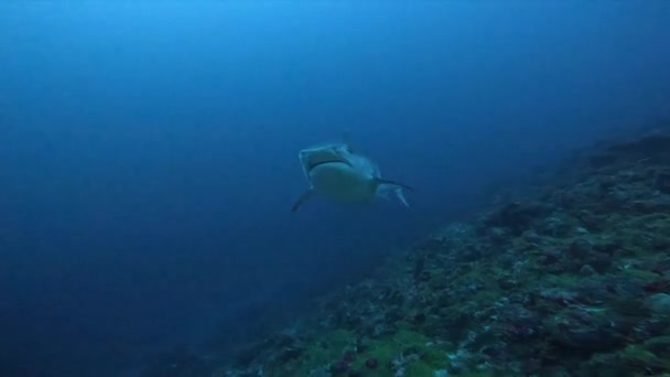 Fascinação Tigre Tubarão Encontro — Vídeo de Stock