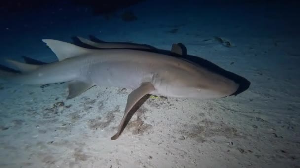Enfermera Tiburón Por Noche — Vídeos de Stock