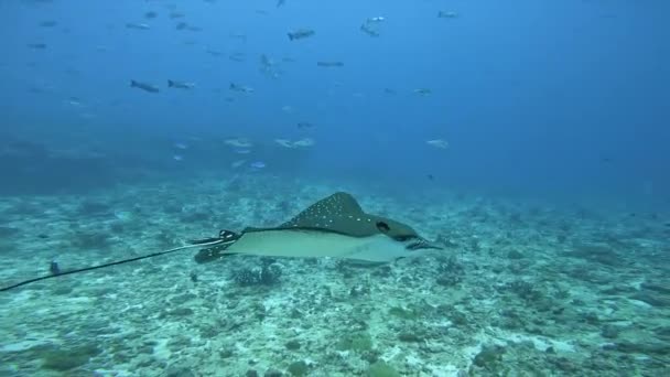 Eagle Ray Graceful Gliders — Video Stock
