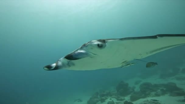 Manta Ray Gentle Marine Wonders — стоковое видео