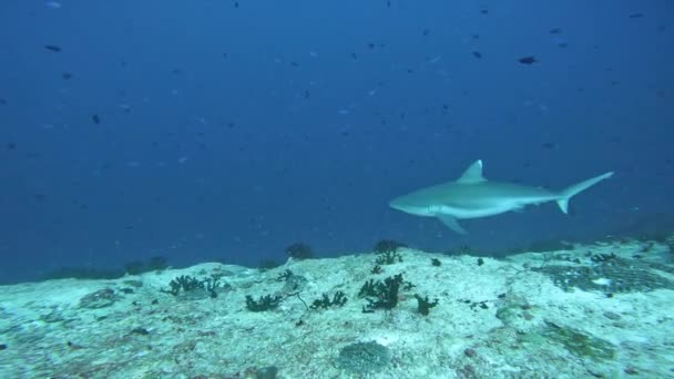 Expedição Protecção Conservação Dos Tubarões — Vídeo de Stock