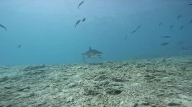 Beauty and majestic predator tiger shark