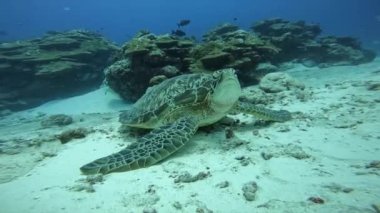 Peace green sea turtle