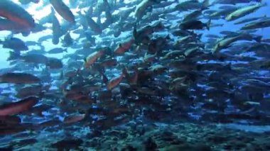 Palau 'da kırmızı balık yumurtlaması