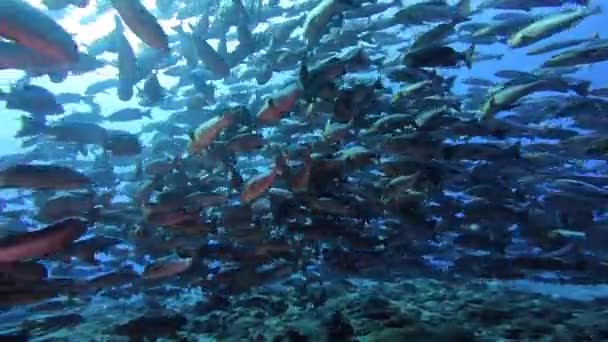 Palau Kırmızı Balık Yumurtlaması — Stok video