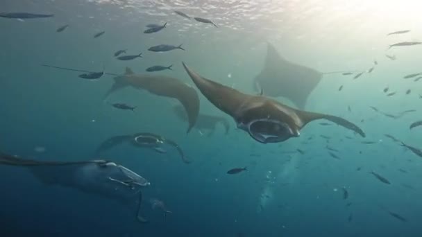Мезмеризація Підводного Балету Manta Rays — стокове відео