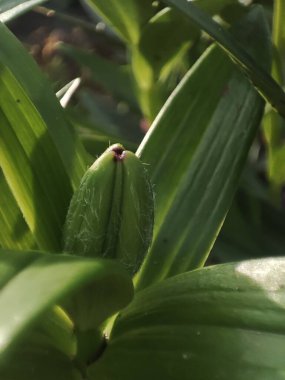 Kahverengi lili 'nin kapalı çiçek goncası