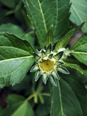 Çiçek açan çimlerin makro fotoğrafı