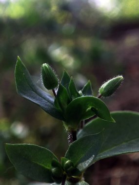 Yeşil çimlerin makro fotoğrafı