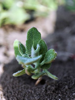 Yeşil çimlerin makro fotoğrafı