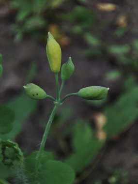 Yeşil çimlerin makro fotoğrafı