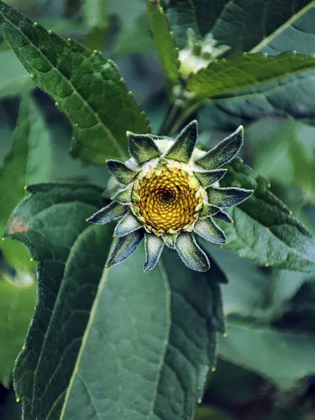Çiçek açan çimlerin makro fotoğrafı