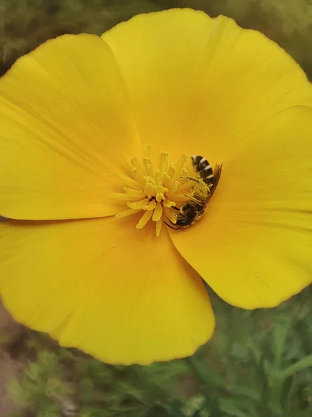花の上の蜂のマクロ写真 — ストック写真
