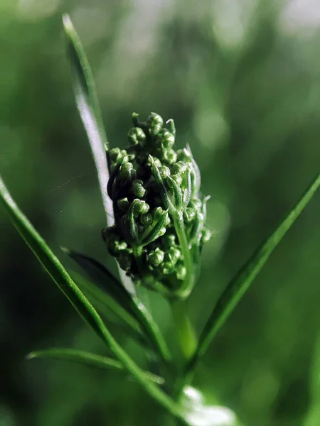 Yeşil çimlerin makro fotoğrafı