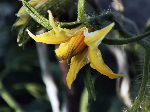 Çiçek açan çimlerin makro fotoğrafı
