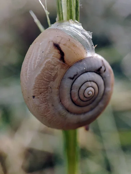 Çimlerdeki bir salyangozun Macro fotoğrafı.