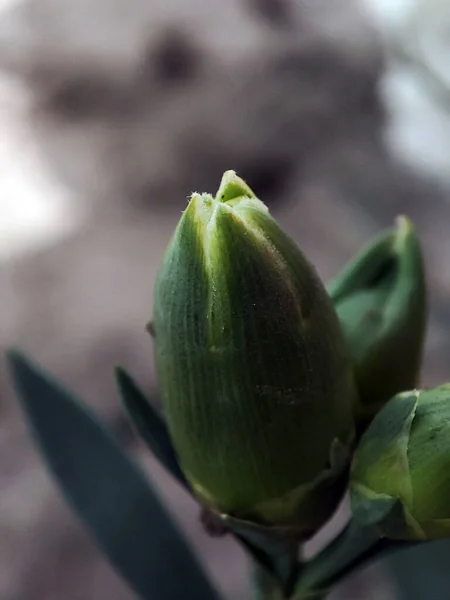 Yeşil çimlerin makro fotoğrafı
