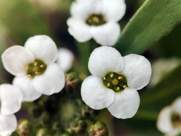 Çiçek açan çimlerin makro fotoğrafı