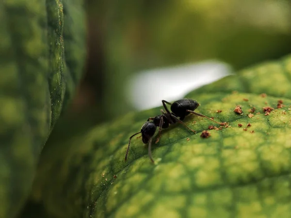 Yaprağın üzerinde bir böceğin makro fotoğrafı