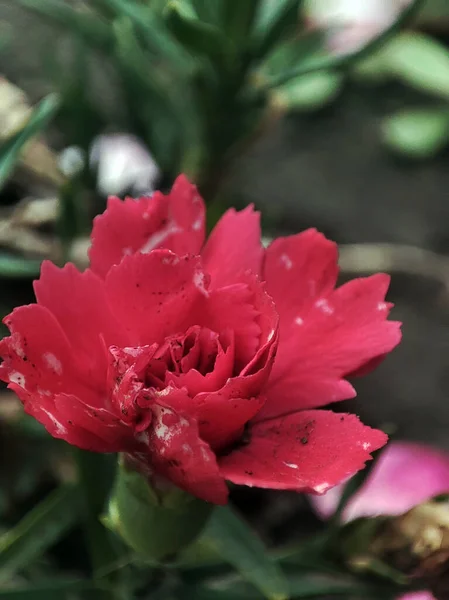 Макрофотография Розовой Гвоздики — стоковое фото