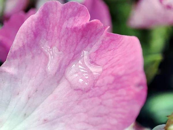 Makrofoto Eines Rosafarbenen Rosenblütenblattes — Stockfoto