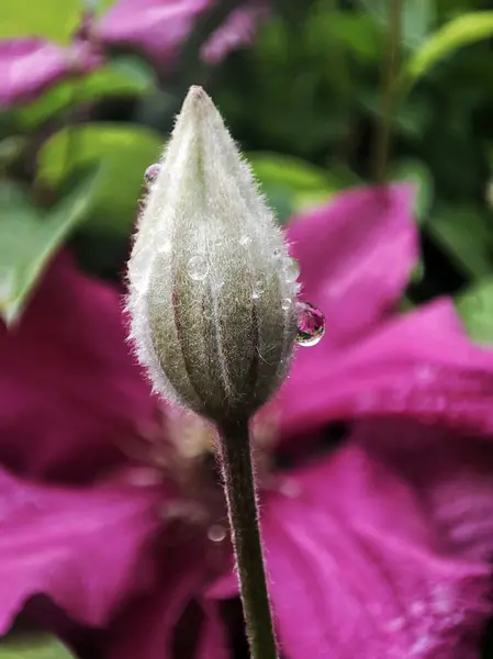 Makroaufnahme Der Violetten Clematis Pflanze — Stockfoto