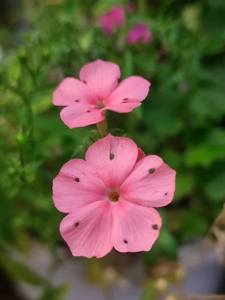 Makrofoto Einer Rosa Blume Phlox Drummonda — Stockfoto