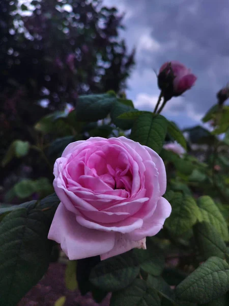 Różowy Pączek Róży Ogrodzie — Zdjęcie stockowe