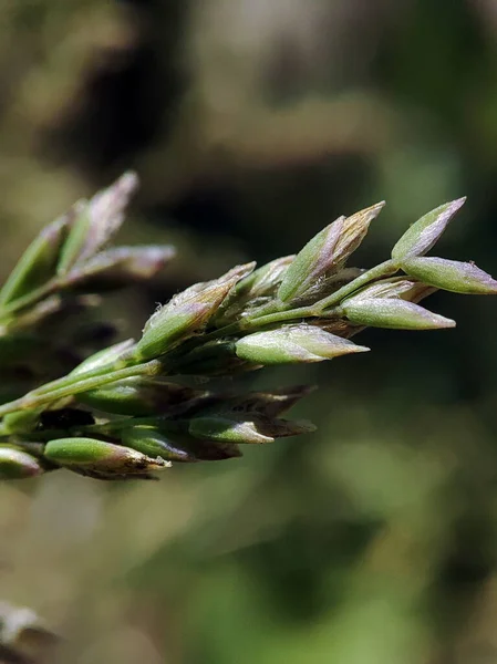 Yeşil çimlerin makro fotoğrafı