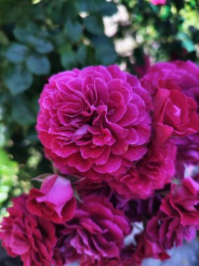 Pembe bir gülün makro fotoğrafı