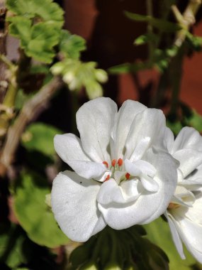 Çiçek açan çimlerin makro fotoğrafı