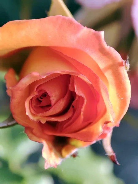 開いたオレンジ色のバラの芽の写真 — ストック写真