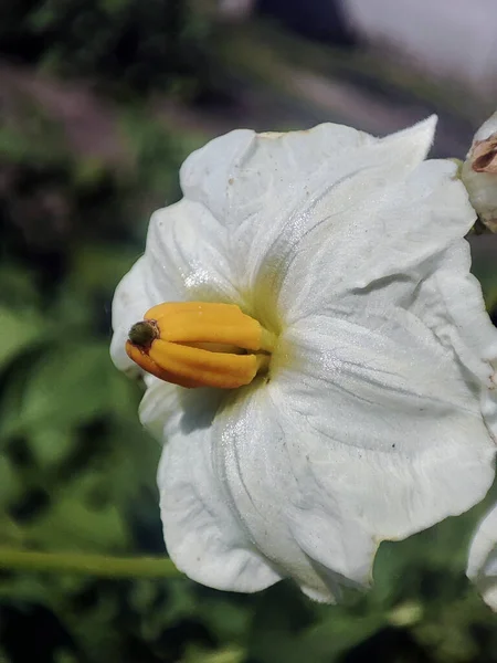 開花草のマクロ写真 — ストック写真