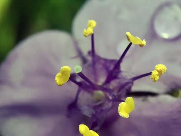 開花草のマクロ写真 — ストック写真