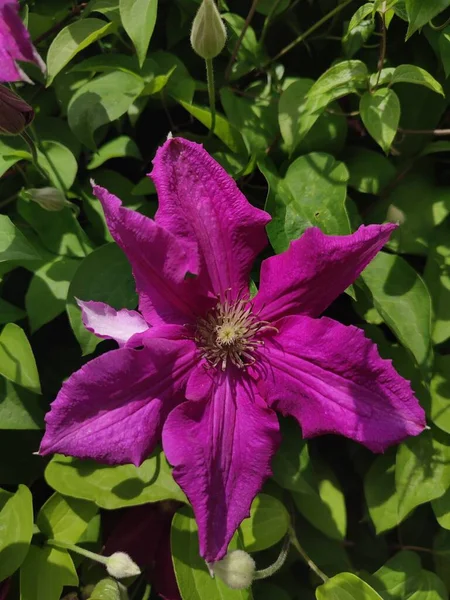 Macro Photo Purple Clematis Plant — Stock Photo, Image