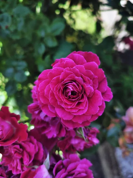ピンクのバラのマクロ写真 — ストック写真