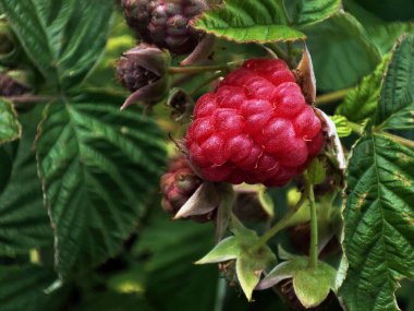 Bahçedeki yaban mersinlerinin makro fotoğrafı.
