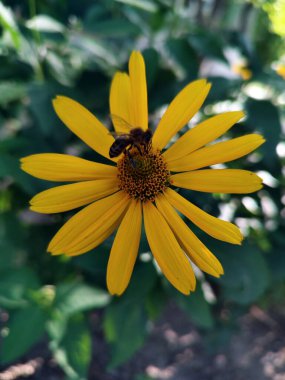 Çiçek açan çimenlikteki bir arının makro fotoğrafı