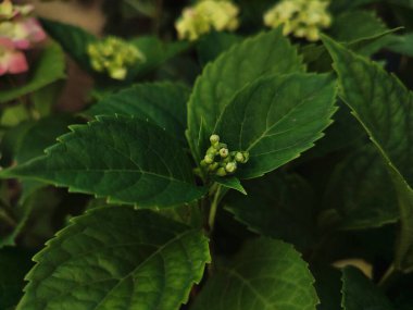 Çiçek ortancalarının makro fotoğrafı