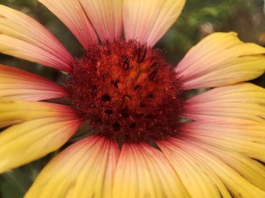 Çiçek açan çimlerin makro fotoğrafı