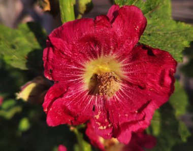 Çiçek açan çimlerin makro fotoğrafı