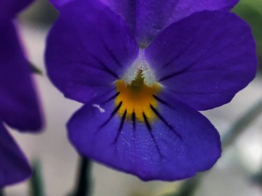 Çiçek açan çimlerin makro fotoğrafı