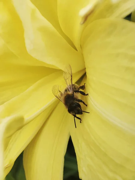 Çiçek açan çimenlikteki bir arının makro fotoğrafı