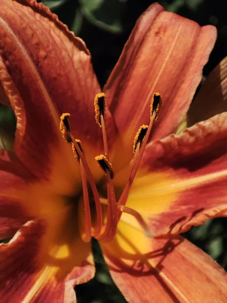 Çiçek açan çimlerin makro fotoğrafı