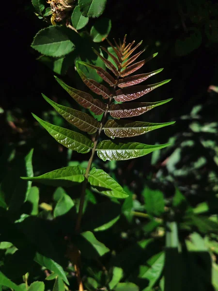 夏の植物のマクロ写真 — ストック写真