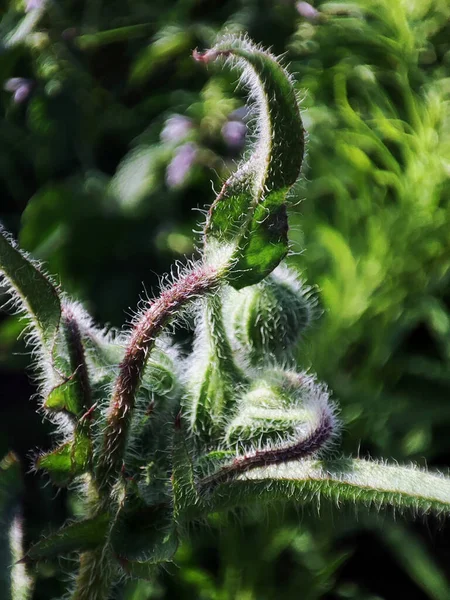 stock image Macro photo of summer plants